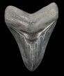 Serrated, Megalodon Tooth - Georgia #72807-1